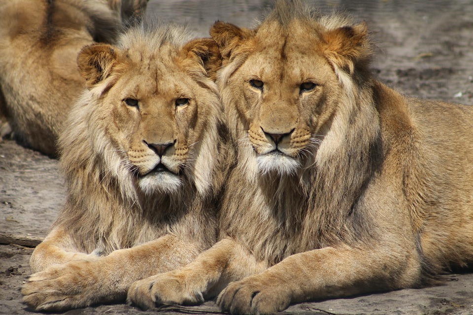 dva lvi