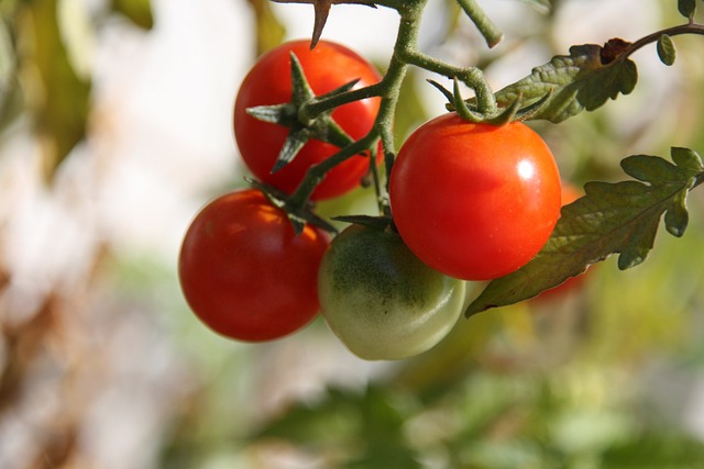 pěstování rajčat bylo na školním pozemku nemožné